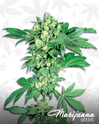 Maple Leaf