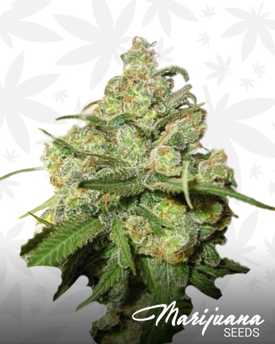 Metal Haze x Shish99 F1 min
