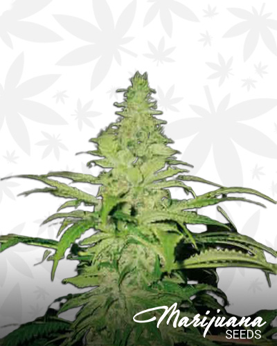 Northern Light x Northern Light