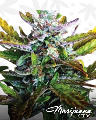 Northern Lights Autoflower x Mazar min 1