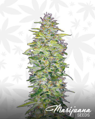 Northern Lights Automatic