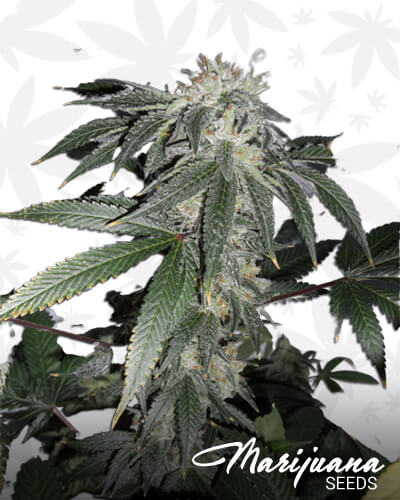 Northern Lights Kush