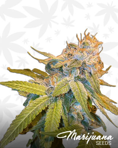 Numbskull Strain
