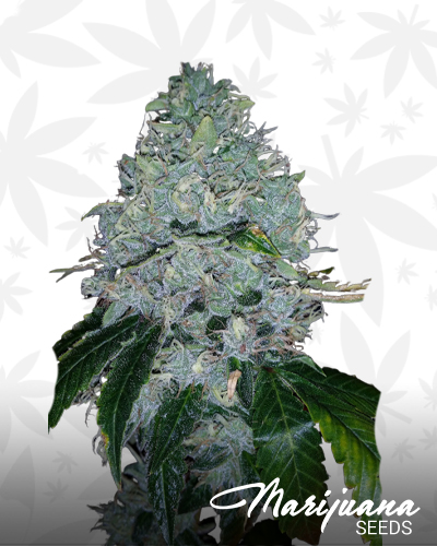 OG Head Kush