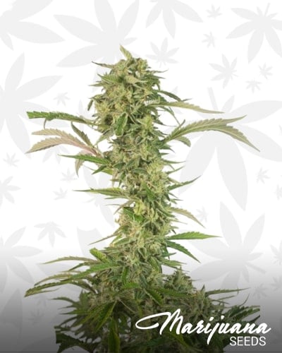 OG Kush Auto CBD min 1
