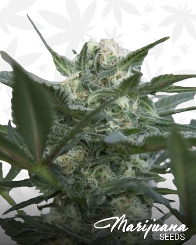 OG Kush Auto min