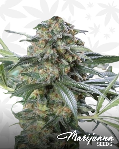 OG Kush CBD min