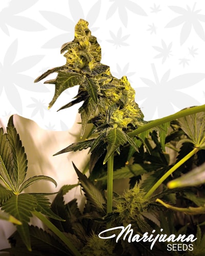 OG Kush Cookies min