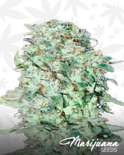 OG Kush S.F.V. min