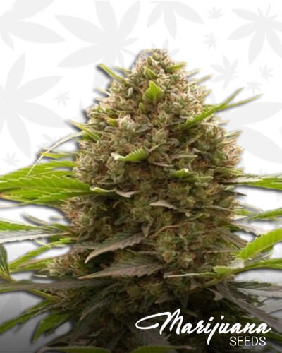 OG Kush x Amnesia