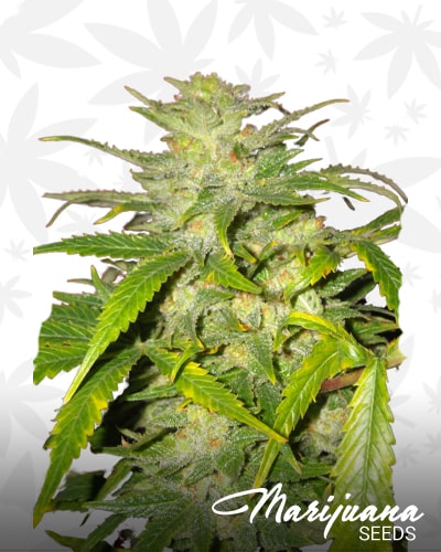 OG Kush x C99 min