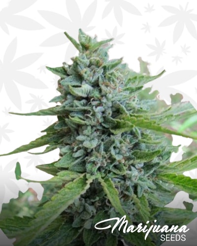 OG Kush x Durban min