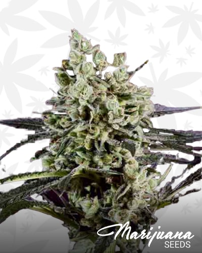 OG Kush x SCBDx min