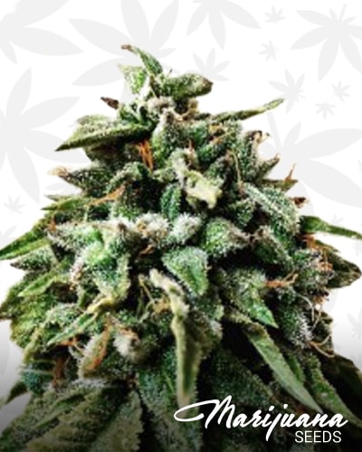 OG Strawberry Starkiller min