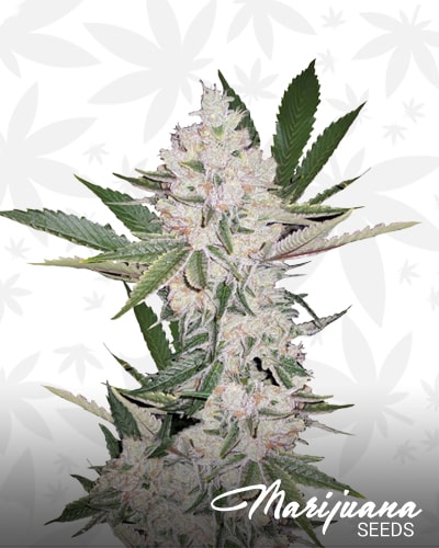 OG x Chemdawg x OG x SD min