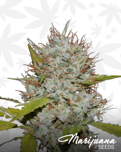 OG.Kush LemonLarry IBL min