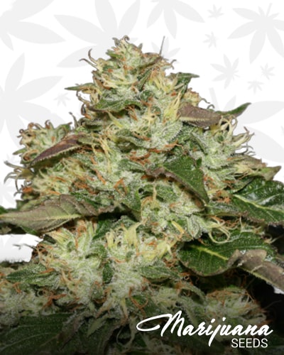 OG.Kush LemonLarry min