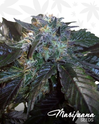 OG.Kush LemonLarry x DeepChunk min