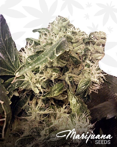 OG.Kush LemonLarry x ECSD BX1 min