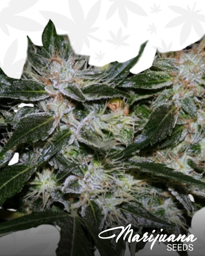 OG.Kush LemonLarry x OG.Kush SFV BX1 min