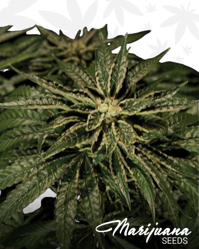 OZ Kush