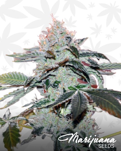 Obi Wan OG Kush min