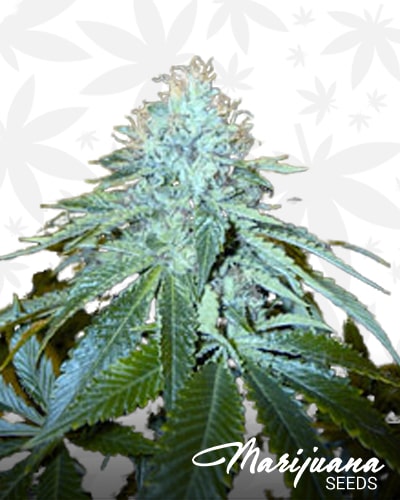 Oh Gee Kush min