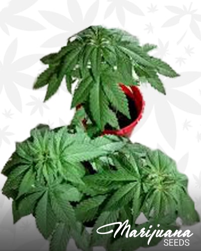 Old School Kush min 1