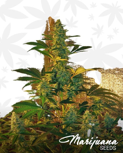 Old Time Bubba Kush min 3