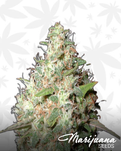 Orange Bubba Kush