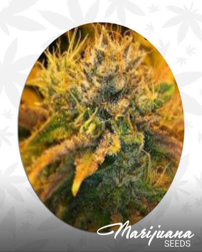 Orangesicle DreamAka Orangesicle Dream Kush