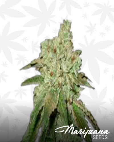 Orbital Kush