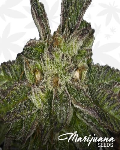 Oregon Afghani Strain