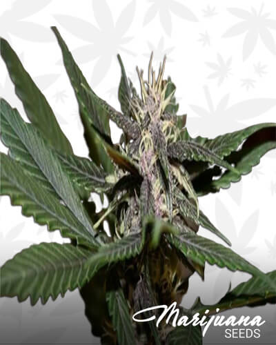 Oregon Purple Thai Haze