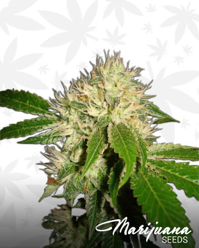 Orgy Kush