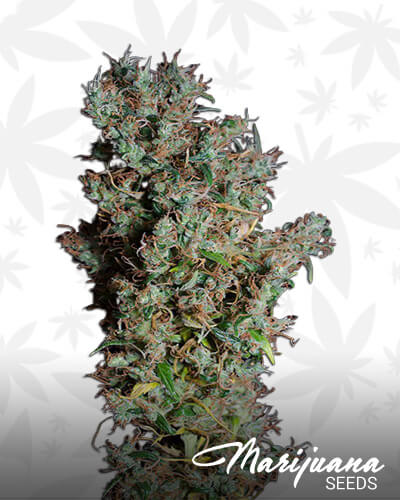 Original Haze