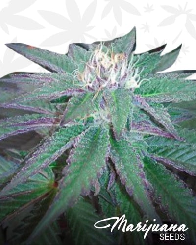 Original Purple Diesel min 1