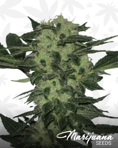 Original Sour Diesel min
