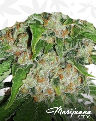 Outlaw Orange min