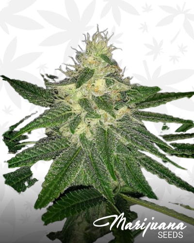 Over The Moon Kush min