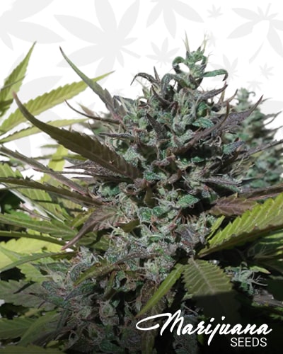 POW x Aloha WW min