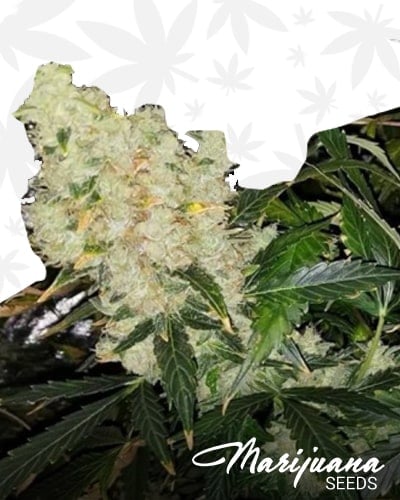 Pacific Surfliner OG Kush min
