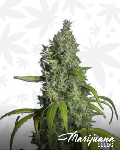 Palace Kush