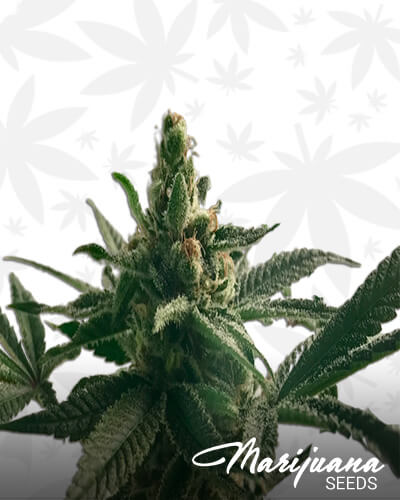 Panama Kush