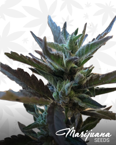 Panama Red x Jack Herer