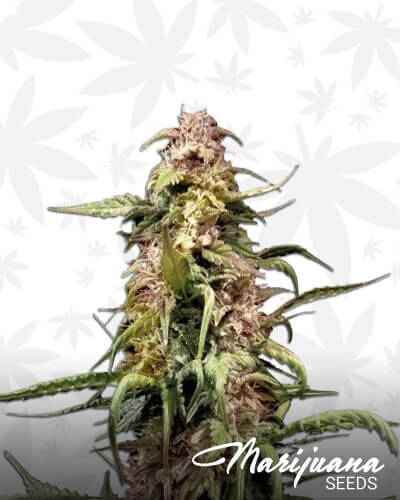 Panama Red x Triangle Kush