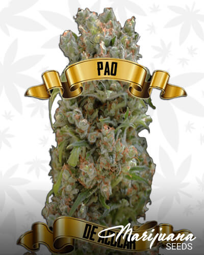 Pao de Acucar