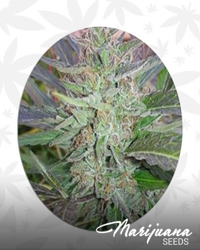 Papaya Rose
