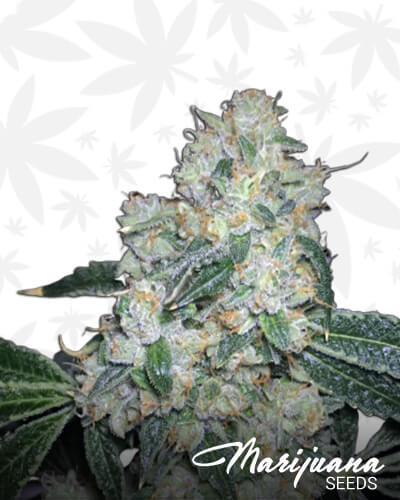 Paris OG on Fire