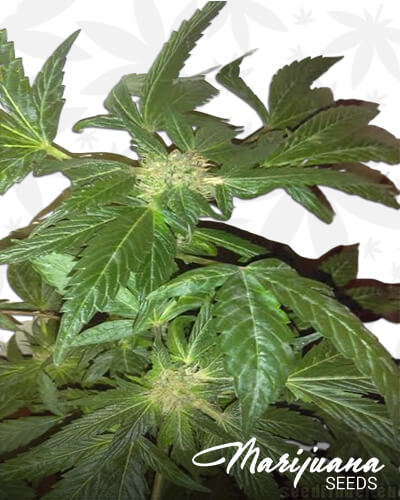 Pauls Purple CookiesAka 707 SFV Gorilla Cookies